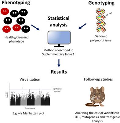 Genome-wide association studies of viral infections—A short guide to a successful experimental and statistical analysis